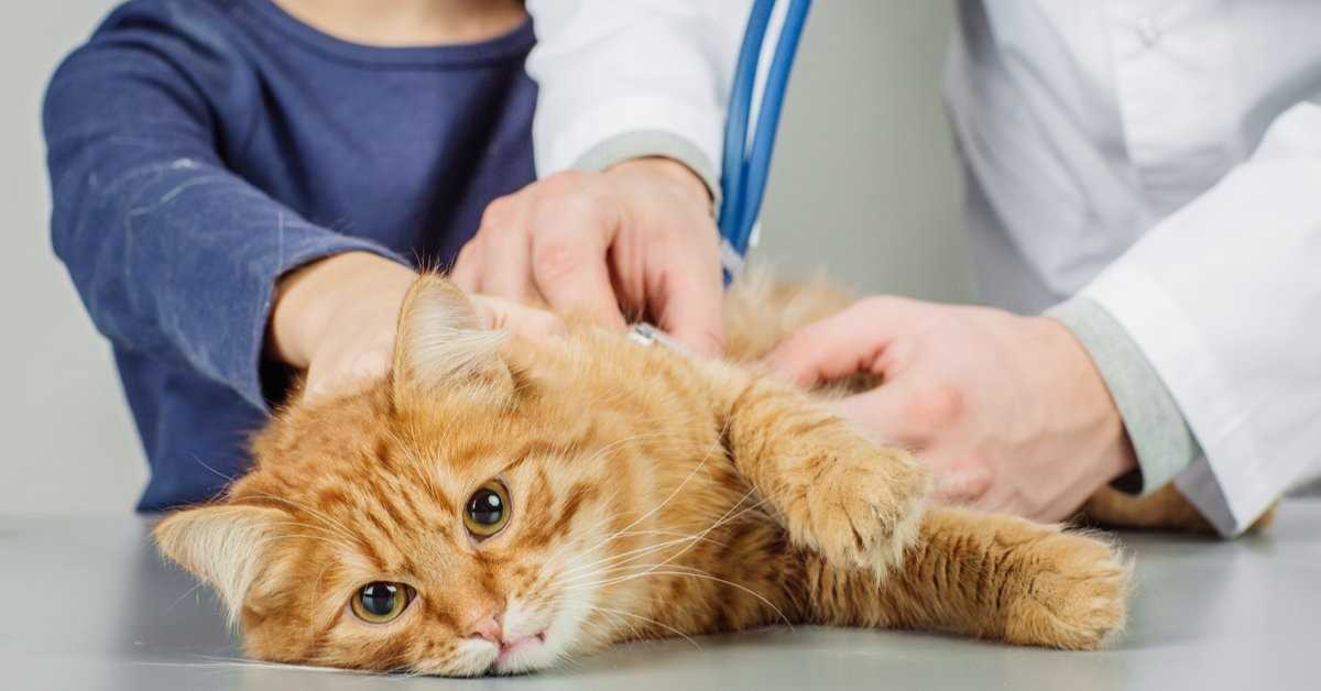 Дископатия у собак и кошек: причины, симптомы и признаки, лечение заболевание