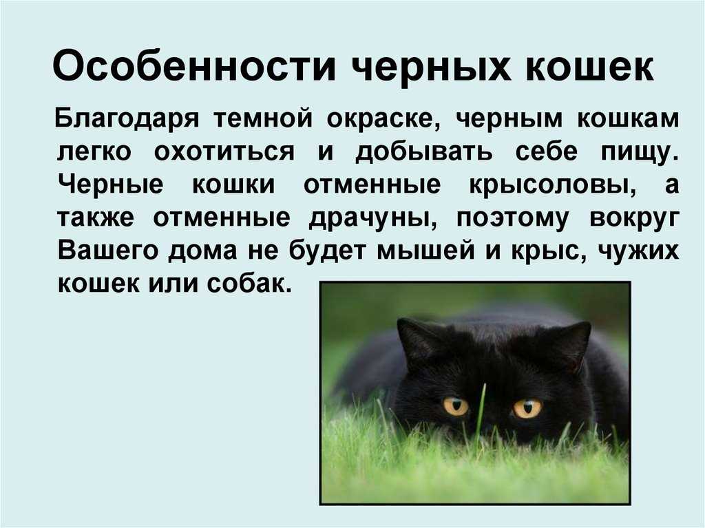Черный кот в доме – приметы и суеверия
