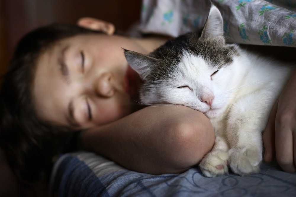 5 причин, почему кошка спит с человеком и о чем это говорит: новости, кошки, здоровье, дом, животные, домашние животные