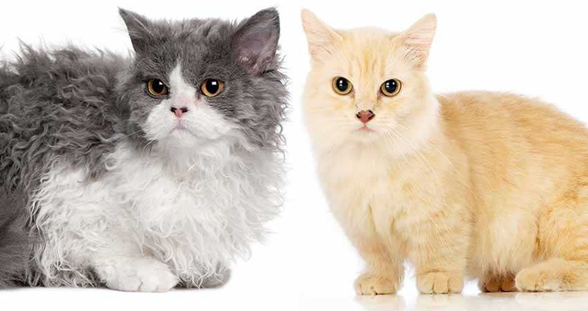 Манчкин: описание породы кошек, виды и содержание