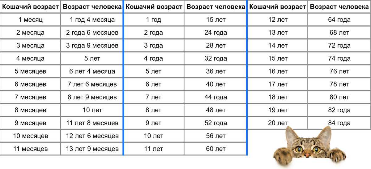 ᐉ сколько лет живут морские свинки в домашних условиях: средняя продолжительность жизни грызуна и его возраст по человеческим меркам - zoopalitra-spb.ru