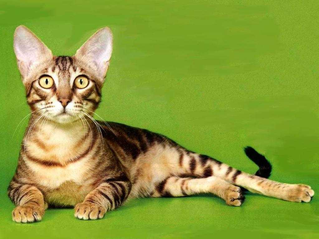 Экзотическая кошка породы сококе