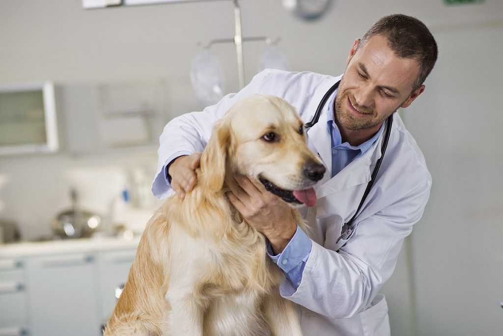 Неотложные состояния собак. первая помощь по пути к ветеринару - новости ветеринарной клиники «центр»