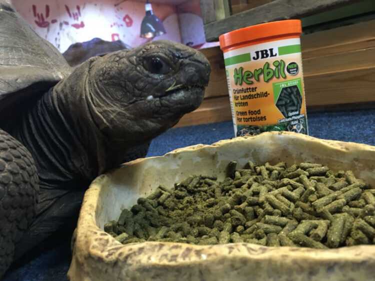 Что едят водные черепахи в домашних условиях, чем можно кормить маленьких декоративных аквариумных черепах и чем нельзя