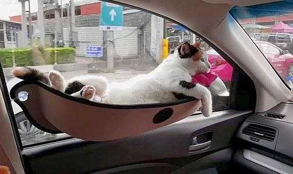 Как перевозить собаку и кошку в машине