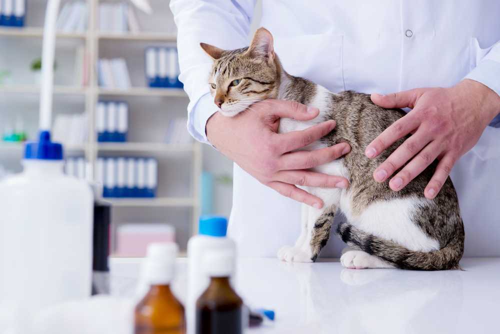 Как проявляется панкреатит у кошки