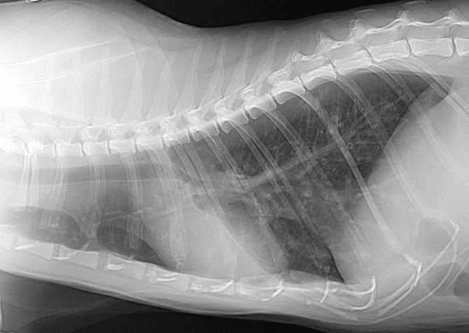 Бронхопневмония (bronchopneumonia) у кошек. симптомы. лечение | болезни кошек | ptichka.net - домашние питомцы