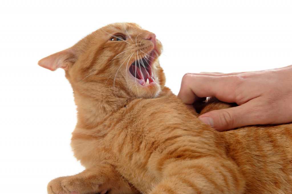 7 причин почему кошка лижет лицо хозяина - как остановить