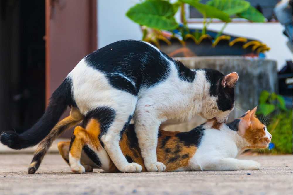 Спаривание котов и кошек - как подготовить животных к процедуре, что делать, если у кошки не получилось забеременеть с первого раза