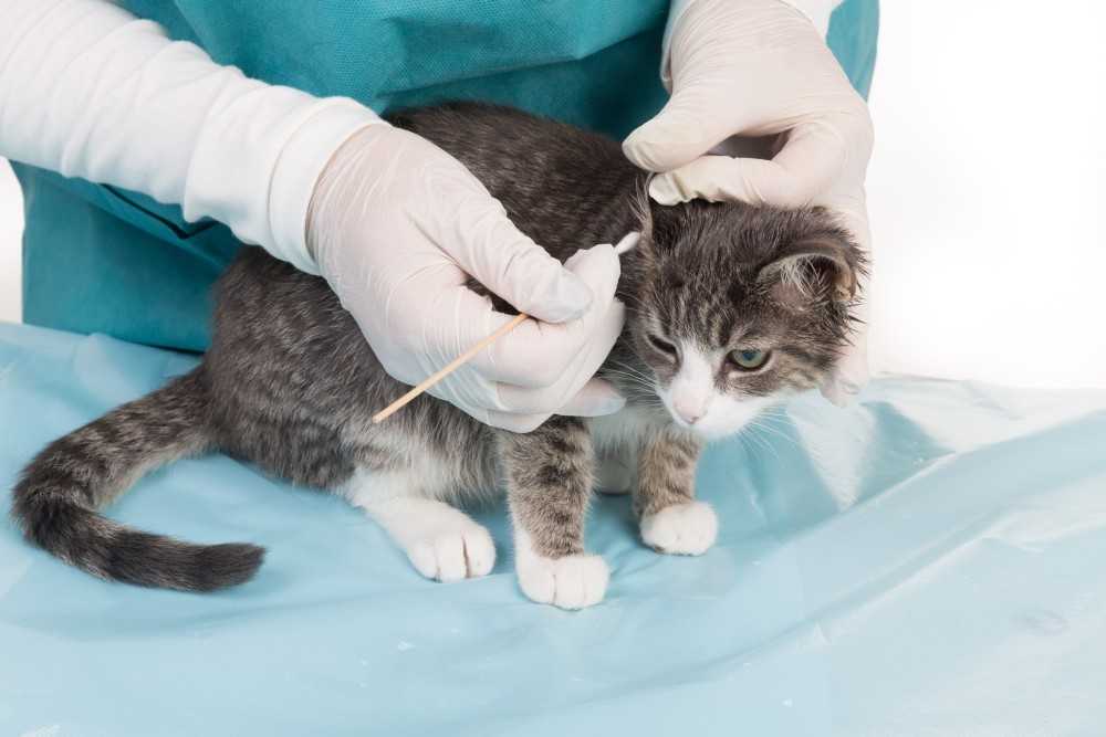 Бронхиальная астма у кошек — лечение органов дыхания в ветеринарной клинике «амикус вет»