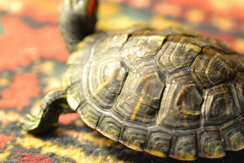 Тимпания или пневмония у красноухой черепахи, вот в чем вопрос