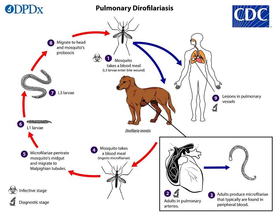 Дирофиляриоз у собак и кошек. диагностика и лечение в рф