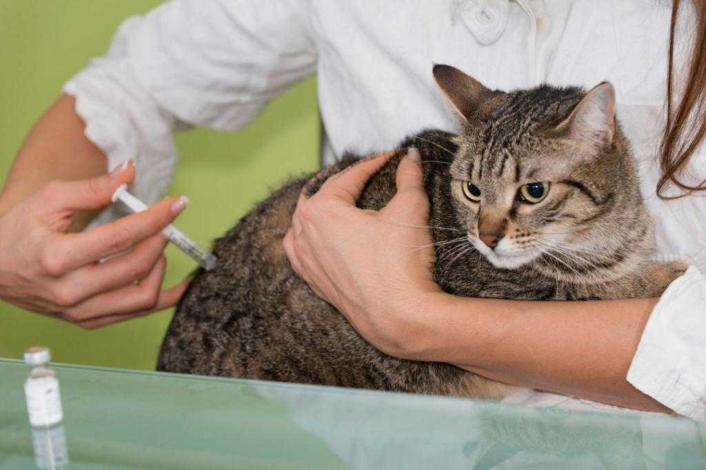 Капельница кошке в холку: как поставить под кожу через катетер дома