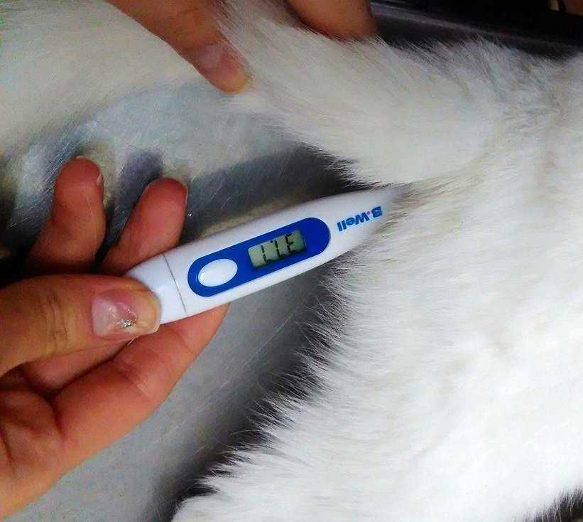 Температура тела кошки в норме - какая температура тела кошки нормальная