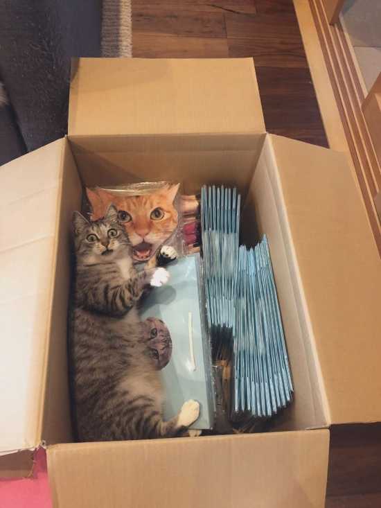 Первый день кошки в новом доме — как сразу правильно организовать проживание нового члена семьи
