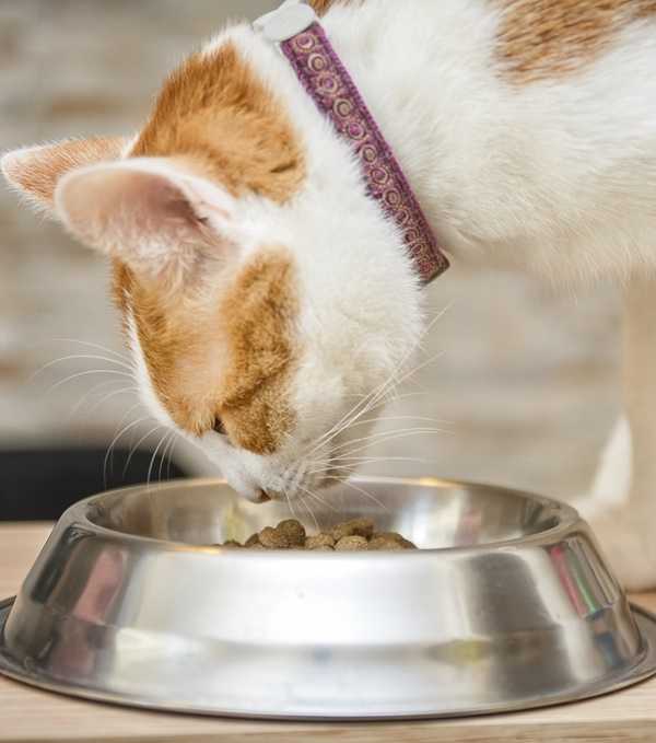 Можно ли размачивать сухой корм для кошек и котят и как это делать правильно