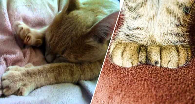 Почему коты мнут и топчут лапами