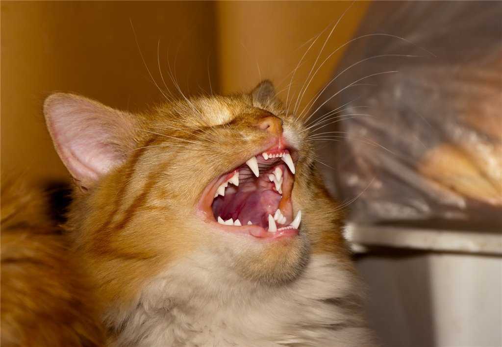 Могут ли кошки дышать ртом?