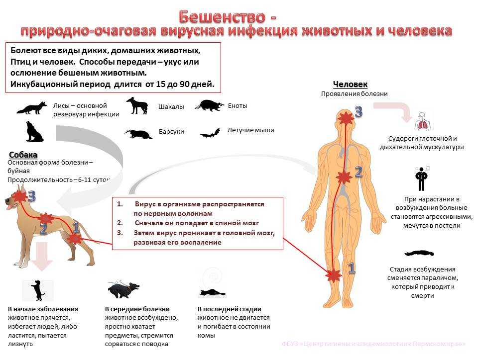 Рекомендации по вакцинации кошек
