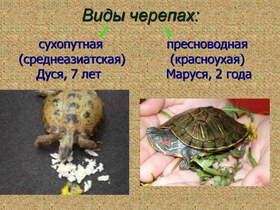 Карликовые черепашки - на самом деле красноухие черепахи • сочи на карте