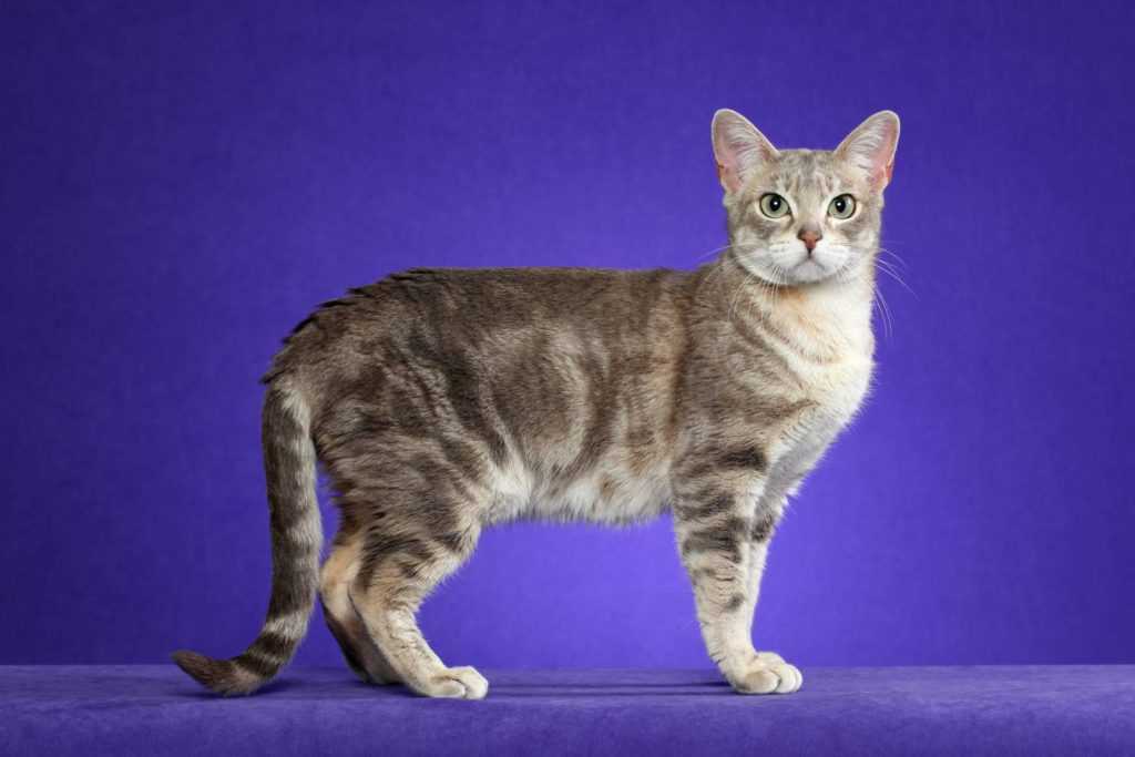 Бразильская короткошерстная кошка — описание породы кошек