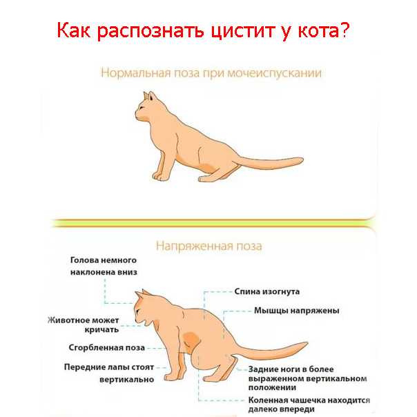 Артроз у кошек - симптомы, лечение, препараты, причины появления