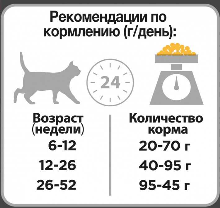 Сколько кормить кошку в день: распорядок правильного кормления. сколько корма нужно кошке в день для здорового развития - автор екатерина данилова - журнал женское мнение
