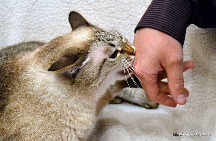 Почему кошка лижет руки человека | лицо хозяина