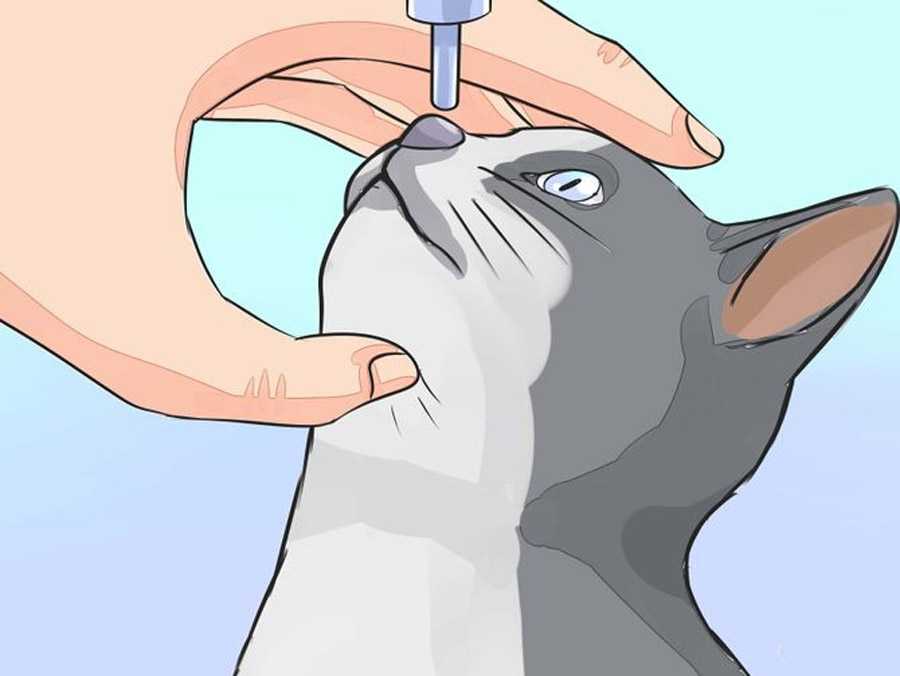 Чем протирать глаза котенку
