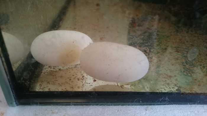 Беременность и кладка яиц у красноухих черепах