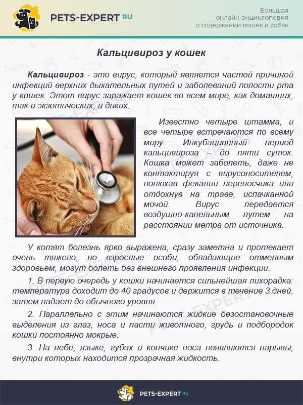 Панлейкопения у кошек или кошачья чумка — симптомы и лечение