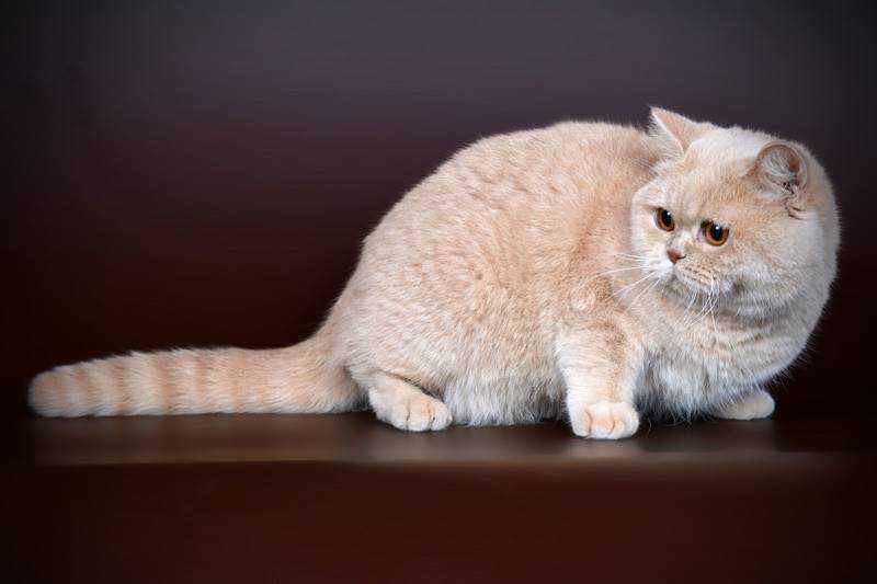 Питомник кошек «питомник британских кошек ridolina.», породы британская короткошерстная кошка, друзья