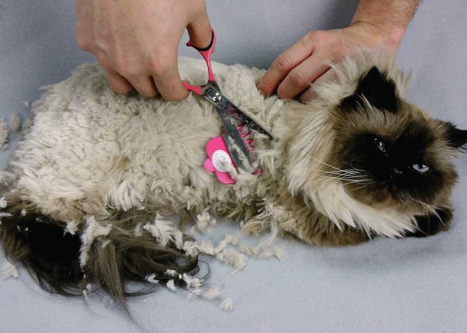 Можно ли и нужно ли стричь кошек: доводы специалистов против стрижки, когда тримминг все-таки необходим, виды кошачьих стрижек