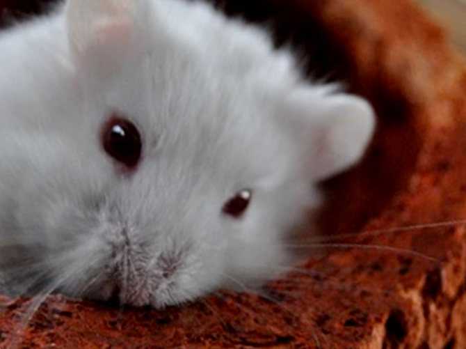 Белая крыса. образ жизни и среда обитания белой крысы | животный мир
