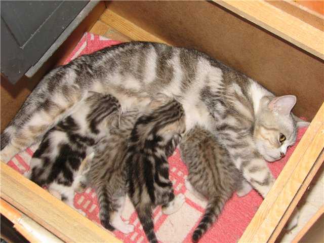 Сколько ходят кошки беременные шотландские вислоухие – срок вынашивания котят, подготовка к родам