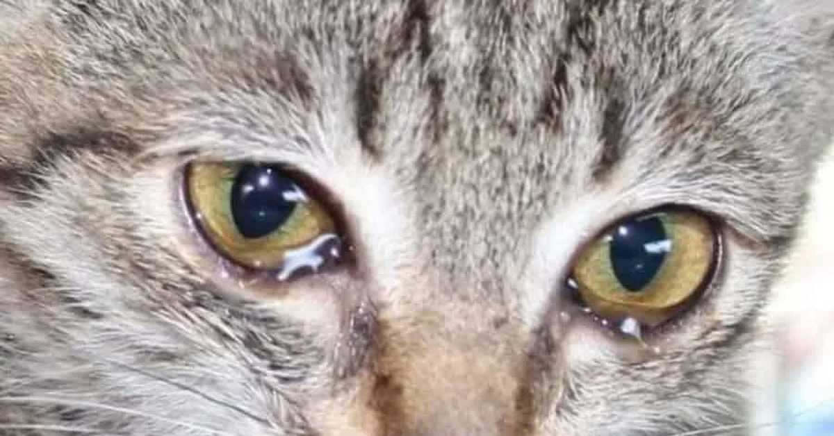 Почему кошки плачут по ночам и во сне, умеют ли вообще кошки плакать
