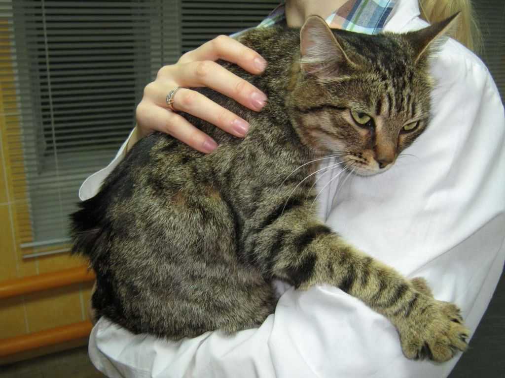 20 самых распространенных болезней кошек с описанием и фото