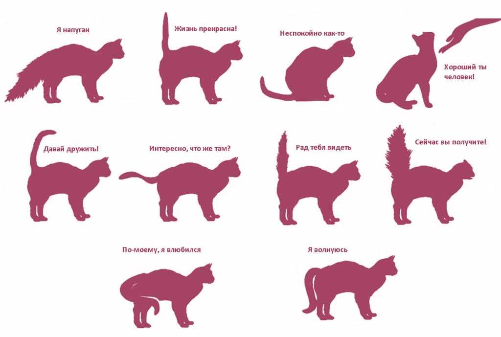 Как разговаривать с котами и кошками? ученые нашли ответ