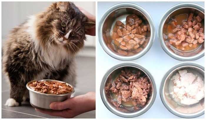 Можно ли взрослым кошкам есть корм для котят