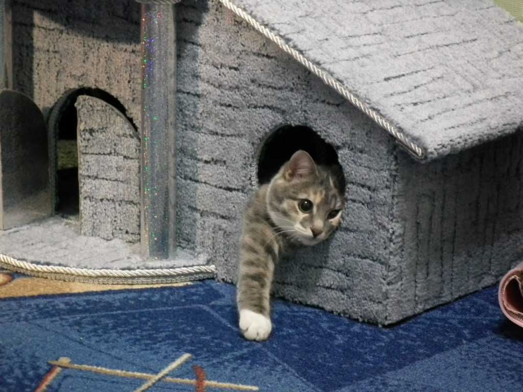 Адаптация кота или взрослой кошки в новом доме после переезда - petstory