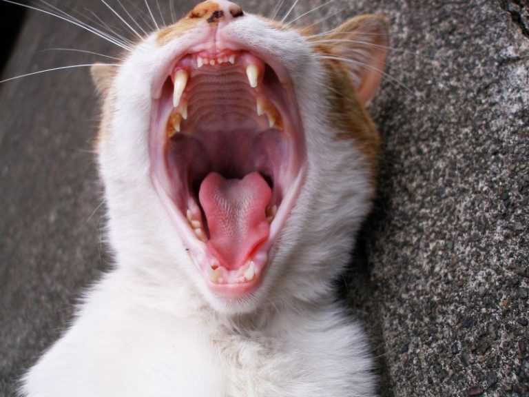 Сколько зубов должно быть у взрослой кошки или кота, график смены зубов, правила ухода за ротовой полостью питомца