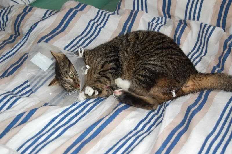 Диагностика и лечение параличей и парезов у кошек в нижней новгороде