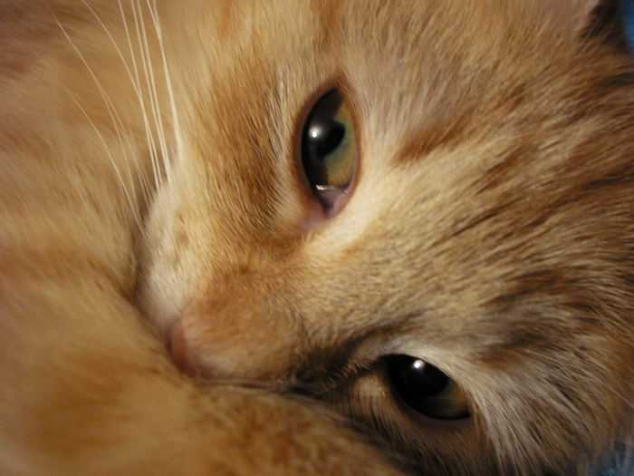 Почему кошки плачут слезами