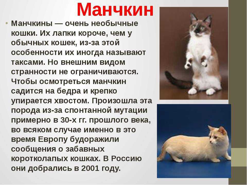 Самые популярные коротколапые кошки: описание и особенности породы, правила ухода, характер животного, примерная цена за котенка