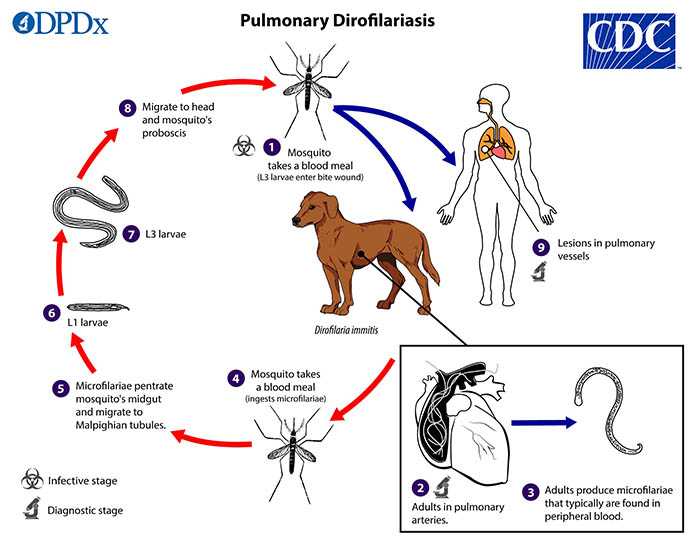 Дирофиляриоз у собак и кошек. диагностика и лечение в рф
