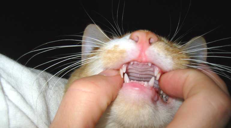 Сколько зубов у взрослой кошки: что нужно о них знать?