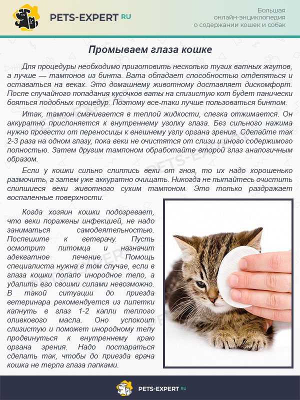 Чем можно промыть глаза котенку: концентрация, способ приготовления, особенности применения