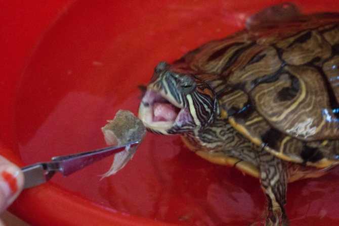 Как ухаживать за водяными черепахами: 9 шагов. водные черепахи в домашних условиях - уход, содержание