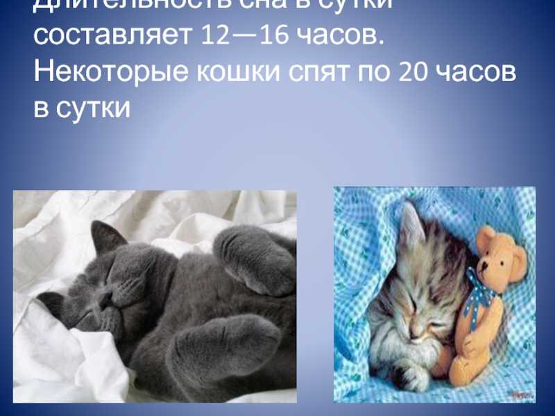 Сколько часов в сутки спят кошки? почему кошки спят так долго: сколько времени длится сон.