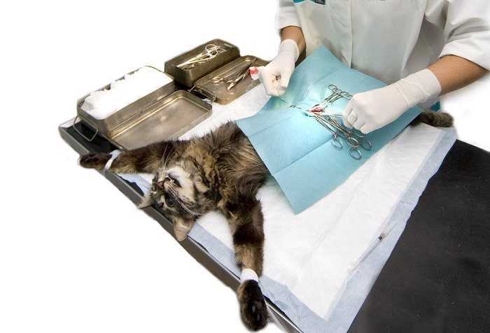 Правильная подготовка кошки к операции по стерилизации